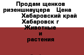 Продам щенков ризеншнауцера › Цена ­ 20 000 - Хабаровский край, Хабаровск г. Животные и растения » Собаки   